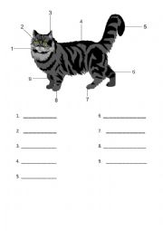 English Worksheet: Cats and Adjectives