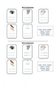 English Worksheet: Our five senses