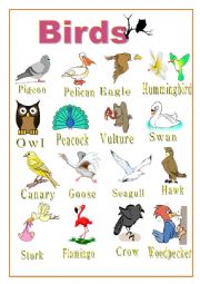 English Worksheet: POSTER - BIRDS