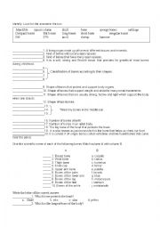 English Worksheet: Skeletal system