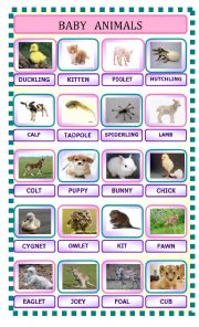 English Worksheet: baby animals