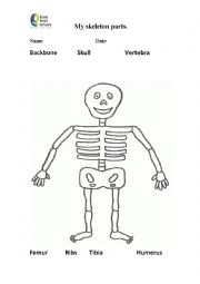 English Worksheet: Skeleton parts name