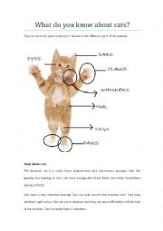 English Worksheet: What do you know about cats? 