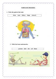 English Worksheet: PARTS OF THE BODY