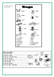 English Worksheet: Bugs!