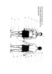 English Worksheet: Parts of the body