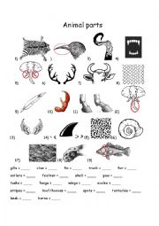 English Worksheet: Animal parts 