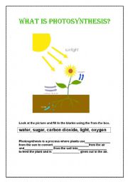 English Worksheet: What is Photosynthesis?