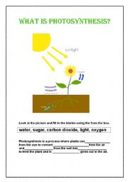 What is Photosynthesis?