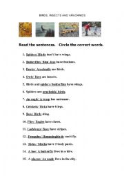 English Worksheet: BIRDS, INSECTS AND ARACHNIDS