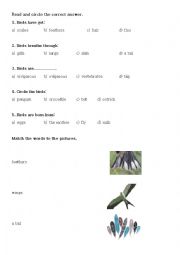 Birds charactheristics worksheet