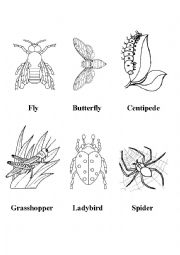 English Worksheet: Insects (Black and white flashcards)