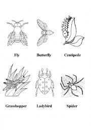 English Worksheet: Insects (Black and white flashcards)