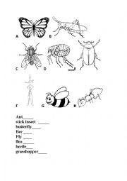 English Worksheet: Insects