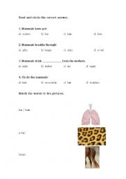 English Worksheet: Mammals charactheristics