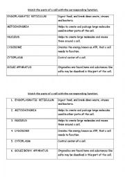 Parts of the cell and their functions