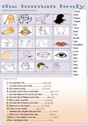 English Worksheet:  the human body