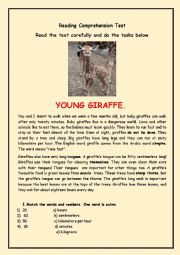 Young giraffe