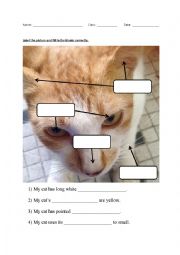 English Worksheet: Parts of cats face.