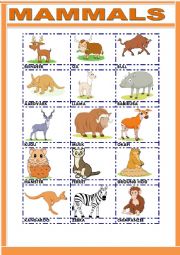 English Worksheet: MAMMALS