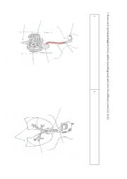 English Worksheet: digestive system