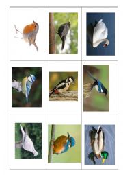 English Worksheet: British Bird Bingo