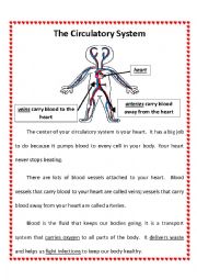 English Worksheet: Circulatory System 2nd Grade