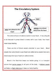 English Worksheet: Circulatory System 2nd Grade