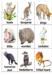 English Worksheet: australian animals maych