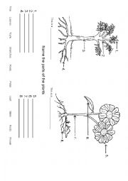 English Worksheet: Parts of a plant