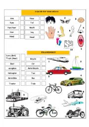 English Worksheet: BODY PARTS & TRANSPORT