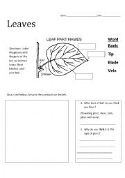 English Worksheet: Leaf Part Identification (3rd Grade)