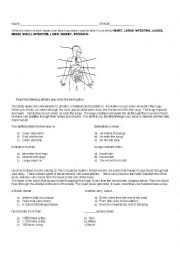 English Worksheet: organs and systems
