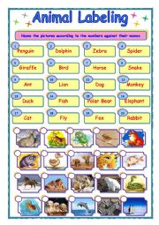 English Worksheet: Animal worksheet