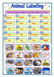 Animal worksheet