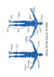 Names of the Body Parts