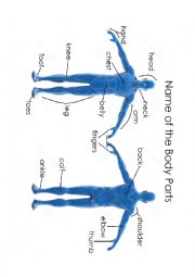 English Worksheet: Names of the Body Parts