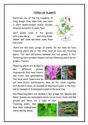 English Worksheet: plants