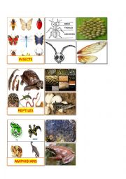 English Worksheet: Sorting living things