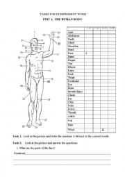 English Worksheet: Human body