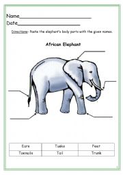 Elephant labeling worksheet