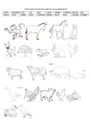 English Worksheet: ANIMALS