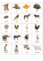 Animals Bingo