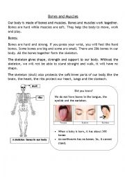 English Worksheet: Bones and muscles
