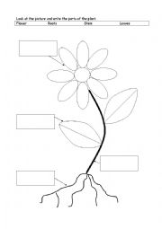 English Worksheet: the parts of the plant