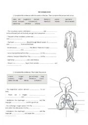 English Worksheet: The human body