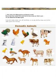 English Worksheet: Domestic animals