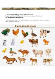 Domestic animals