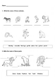 English Worksheet: Wild animals