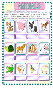 English Worksheet: animals